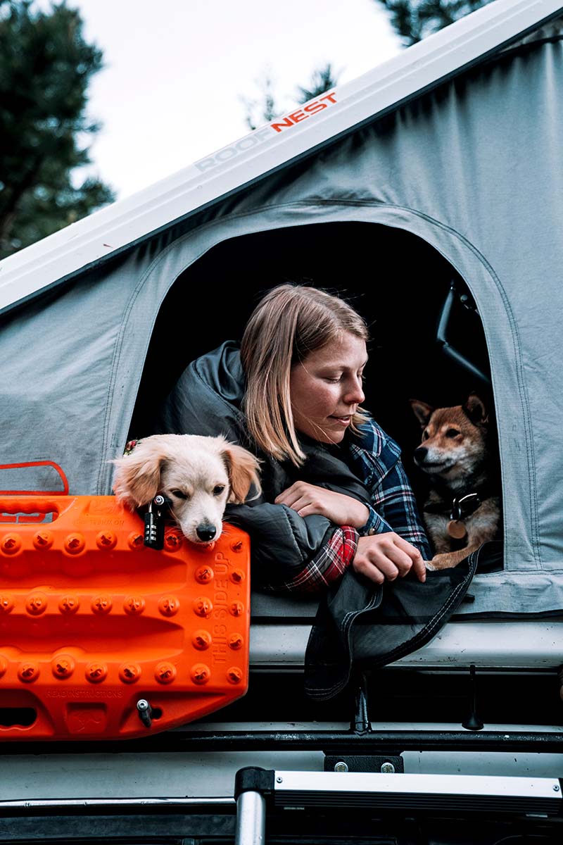 Hanging with dogs in Roofnest Sparrow Eye rooftop tent