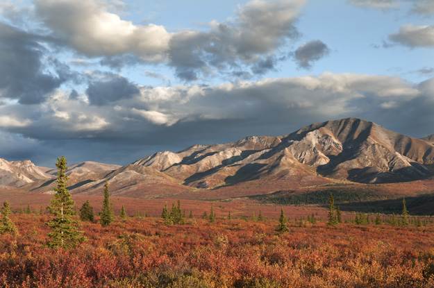Denali National Park Fall Colors