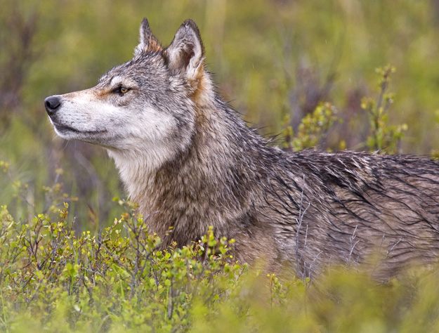 Denali National Park Wolves