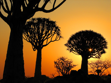 Namibia - Baobab Trees