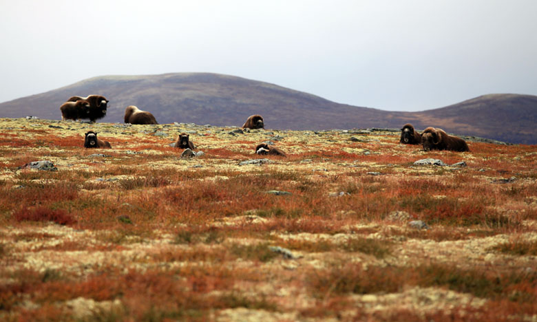 Dovrefjell Musk Oxen, Norway