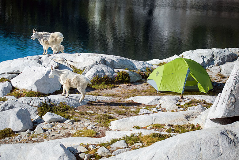 Mountain goats