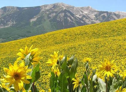 Crested Butte Wildflower Festival 