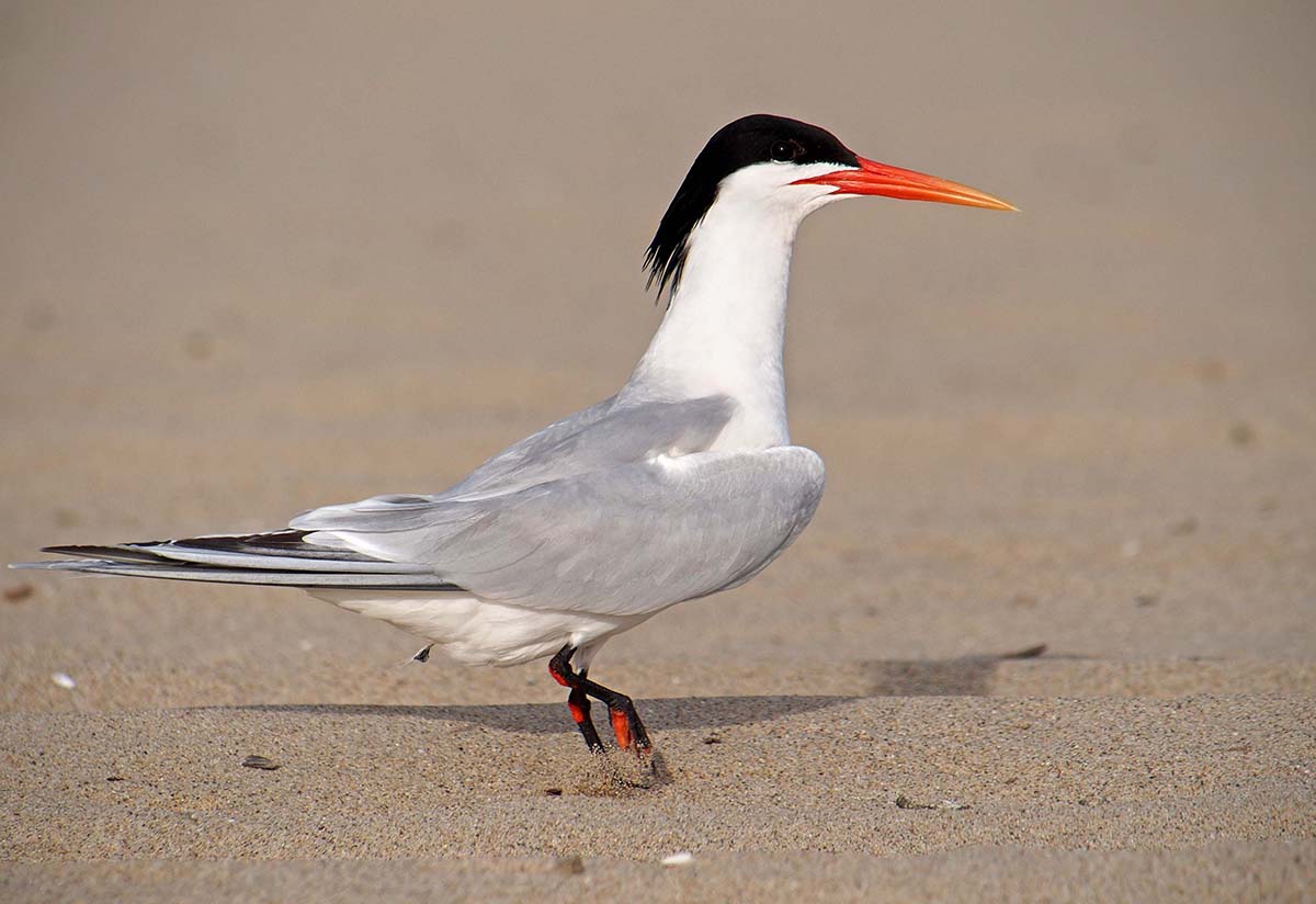 Panasonic 100-300mm bird photo