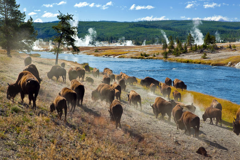 Wyoming Yellowstone