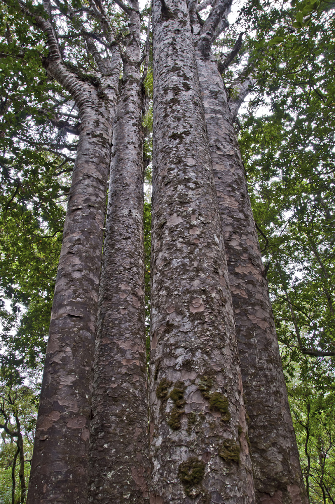 Four Sisters Kauri Trees-Northland_1.jpg