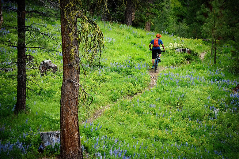 Mountain bike under $1,000 (riding through the forest)