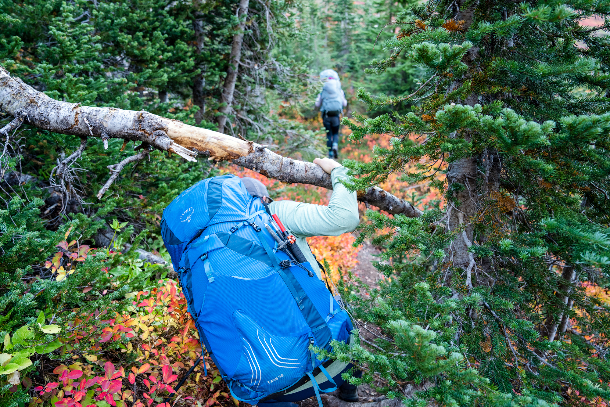 Ultralight backpack (leaning under tree with Osprey Exos 58)