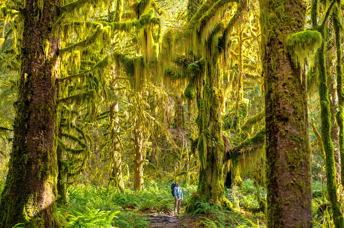 Arc'teryx Atom SL Hoody (looking up at mossy trees)