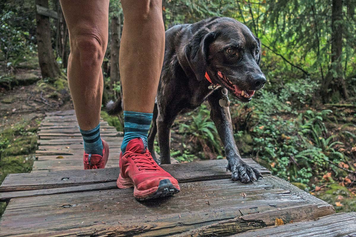 Arc'teryx Norvan LD trail running shoe (dog)