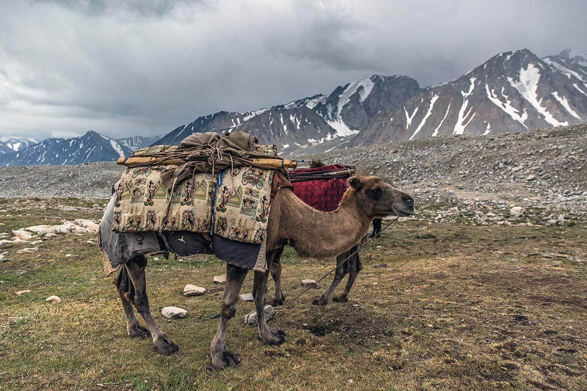 Altai Mountains (camel)
