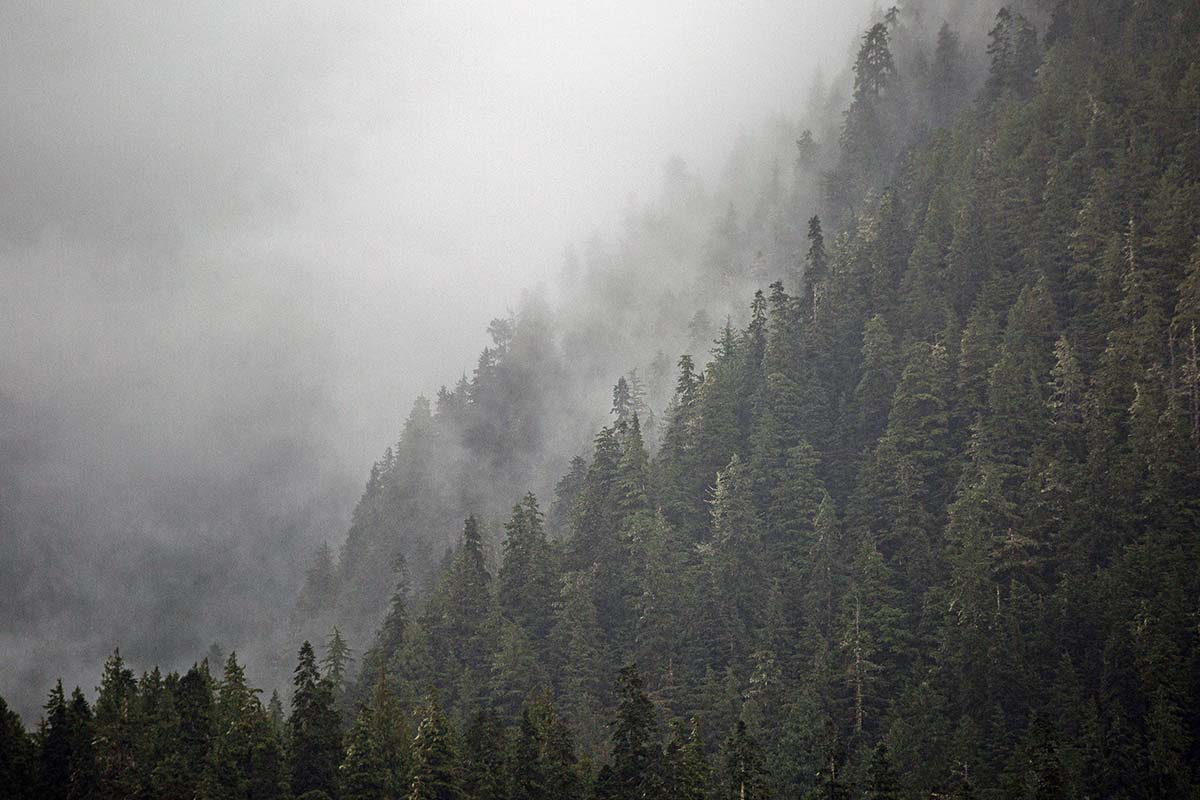 Coastal mist hovering over forested hillside (northern British Columbia)