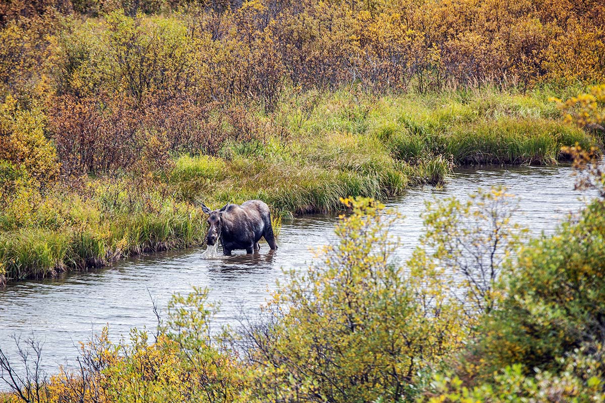 Moose in river (Cassiar Stewart Highway British Columbia)