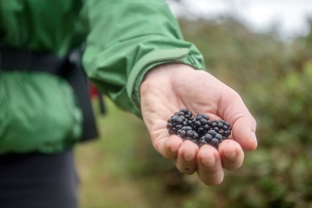 Great Ocean Walk (blackberries in hand)