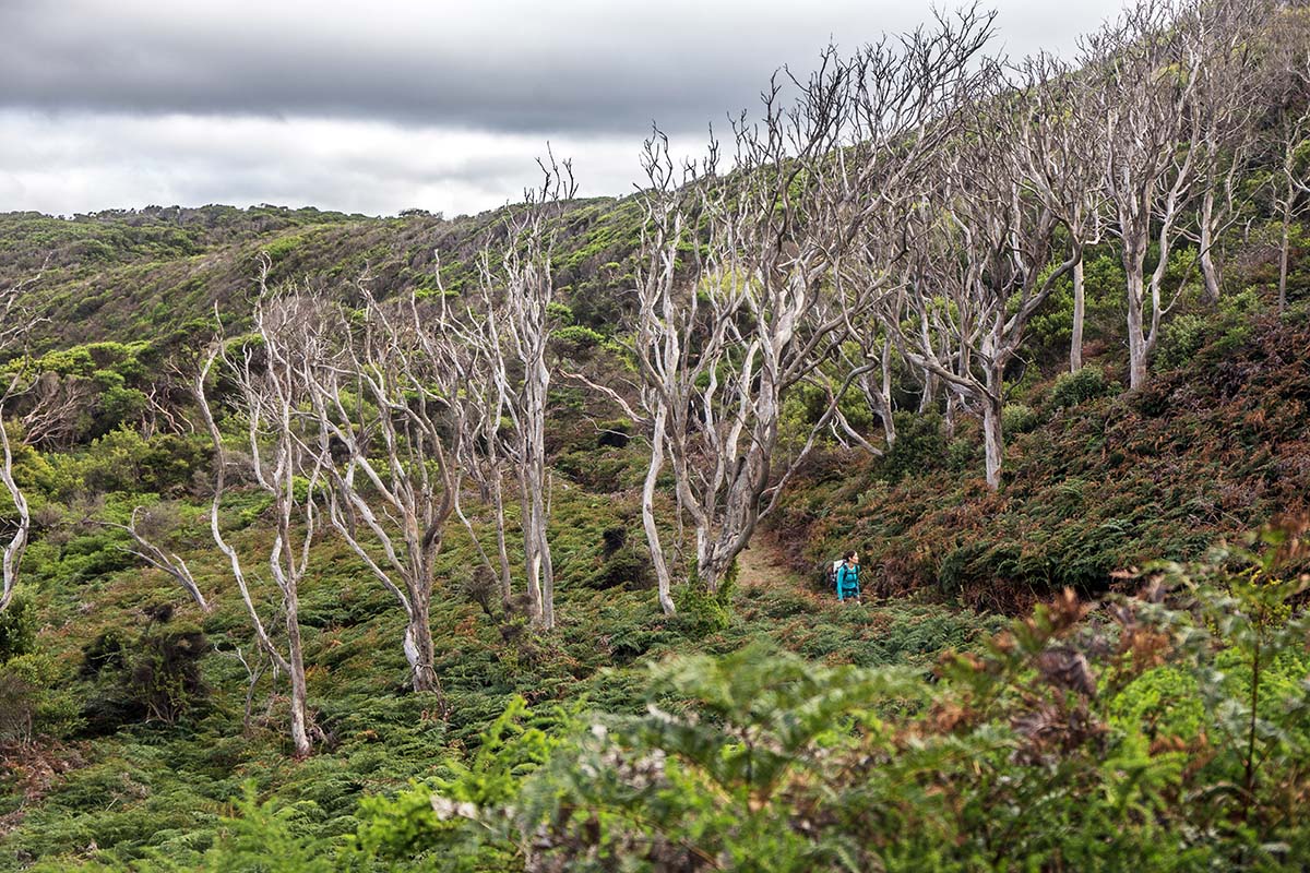 Great Ocean Walk (hiking in trees 2)