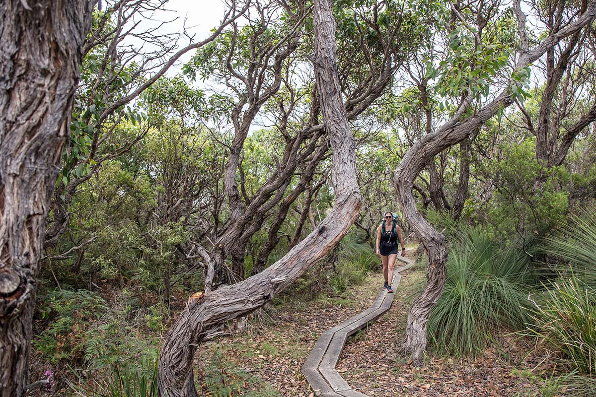 Great Ocean Walk (hiking on boardwalk in forest)