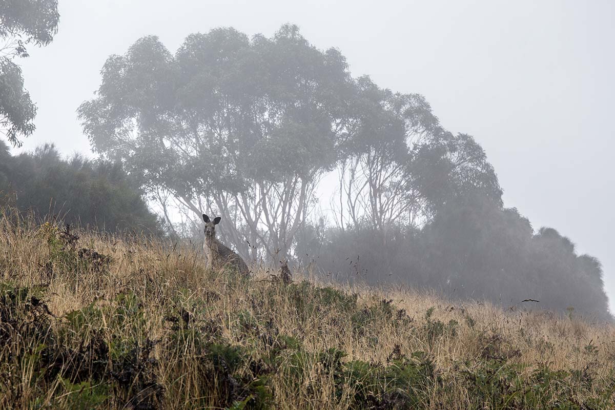 Great Ocean Walk (kangaroo in fog)