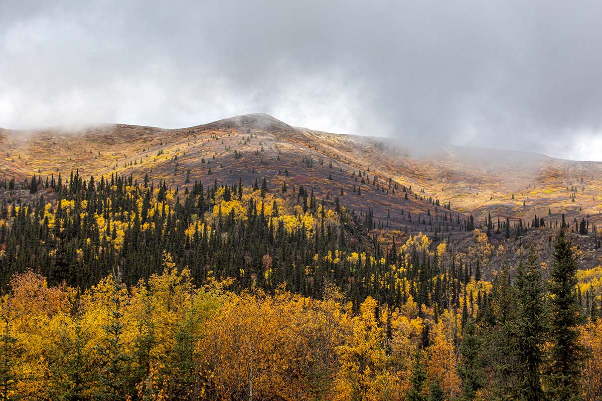 Canada's Yukon Territory (autumn colors along the Klondike Highway)