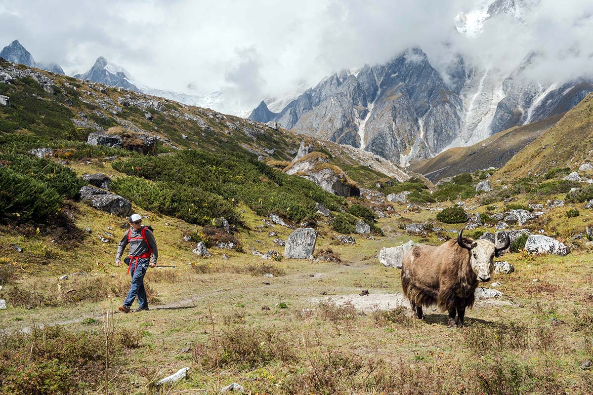 Panbari Himal Manaslu (wildlife)