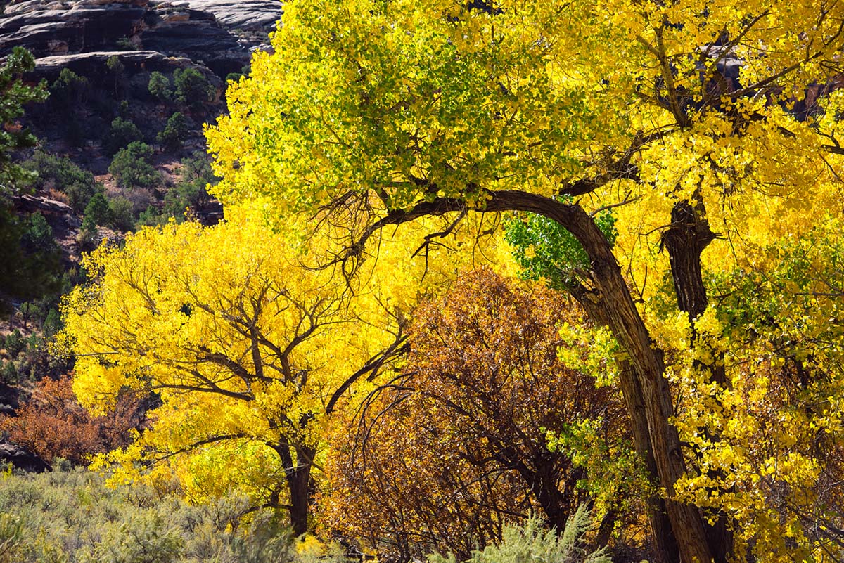 salt creek canyon (cottonwoods)