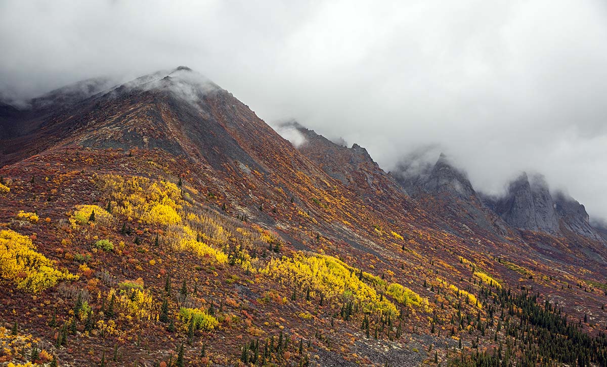 Autumn colors in Tombstone Territorial Park