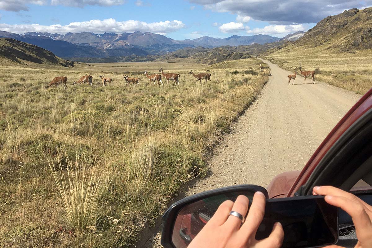 Guanacos on the gravel road in Parque Patagonia (Chile)