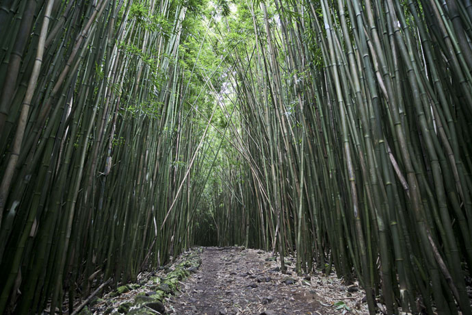 Maui - Pipiwai Trail Bamboo Forests