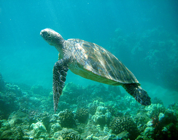 Green Sea Turtle 