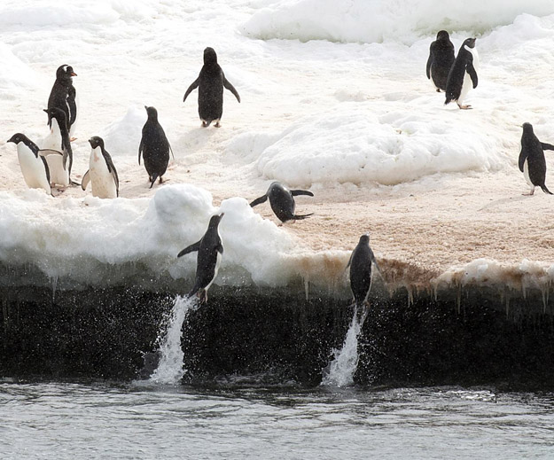 Antarctica Photos and Slideshow