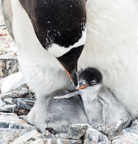 Antarctica Photos and Slideshow