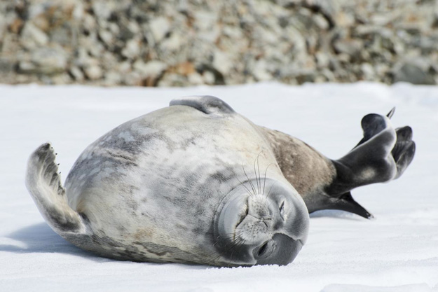 Antarctica Photos and Slideshow