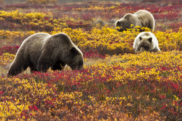 Denali National Park Grizzly Bears