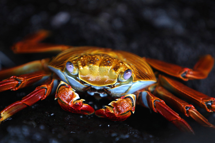 Ecuador - Sally Lightfoot crab, Galapagos Islands