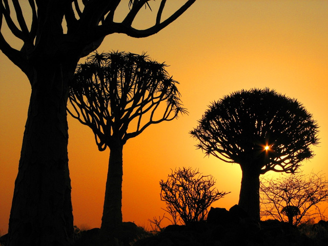 Namibia - Baobab Tree