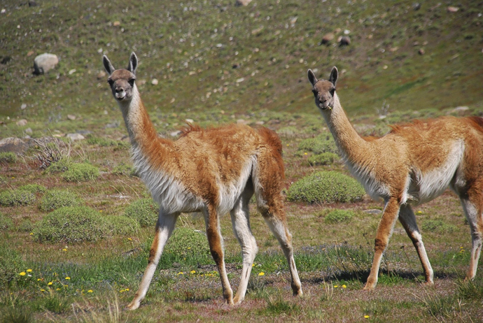 Torres del Paine - Guanacos