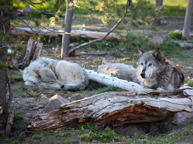 Yellowstone National Park Wolves