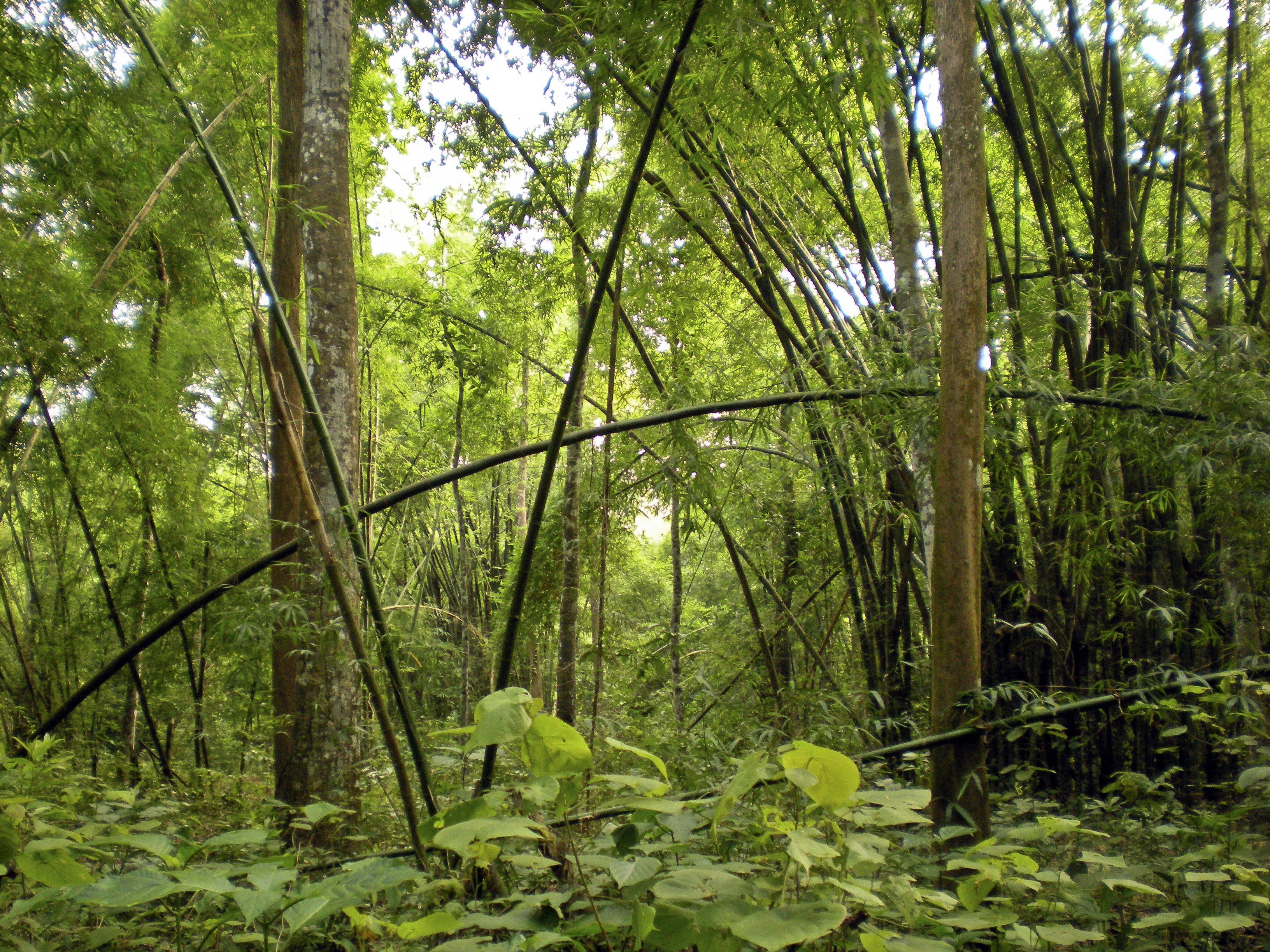 Bangladesh's dense native forests | Credit: David Wilkinson Bangladesh - Lawachara