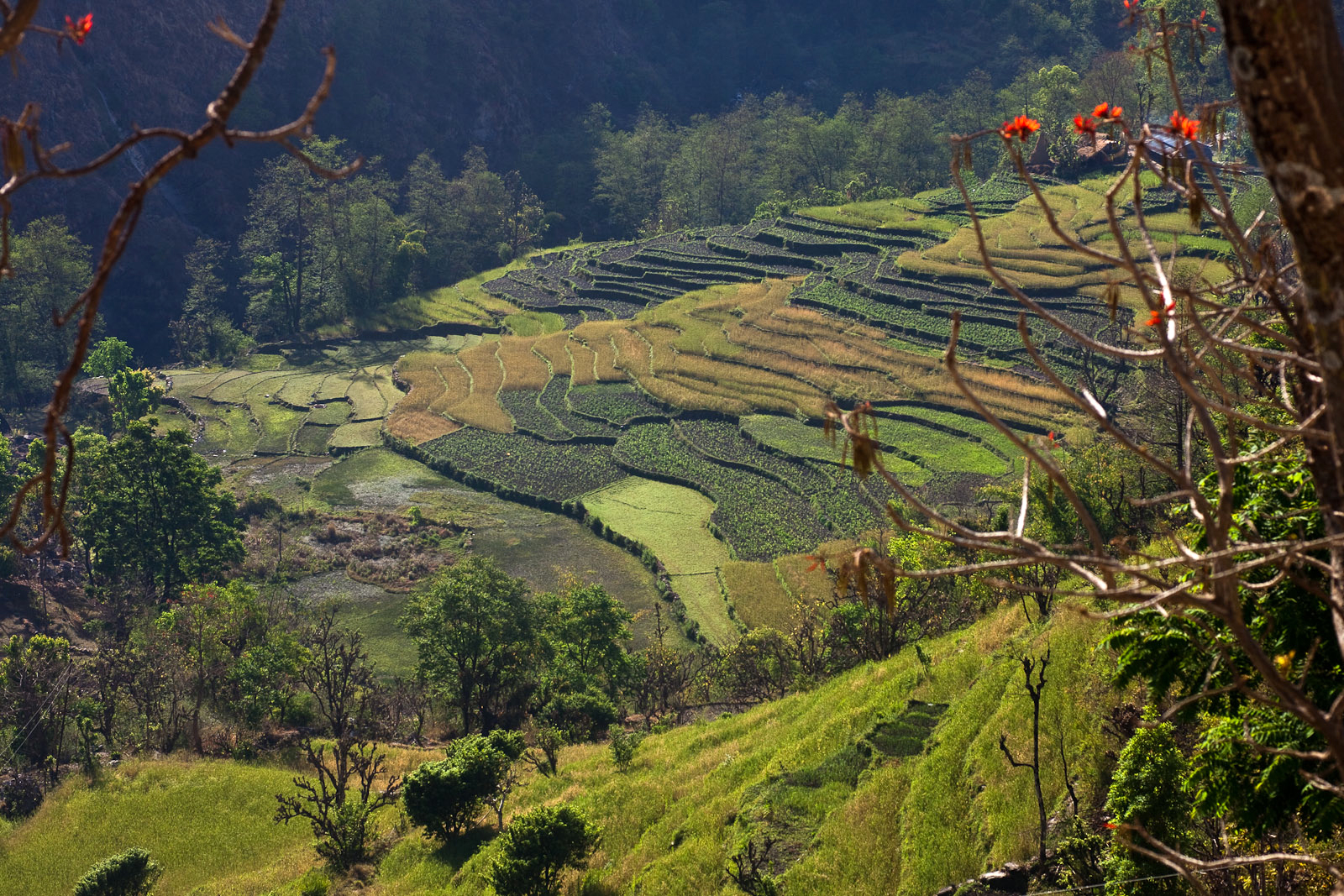 Annapurna Trekking