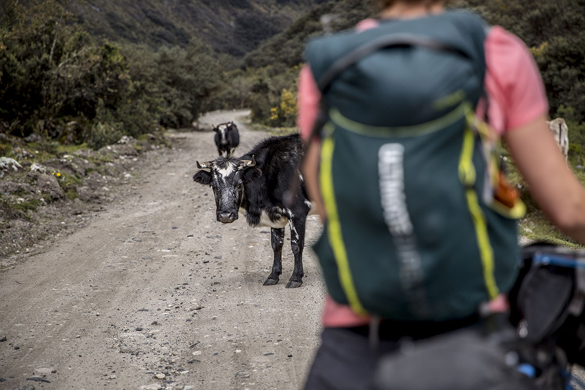 Cordillera Blanca (cow in road)