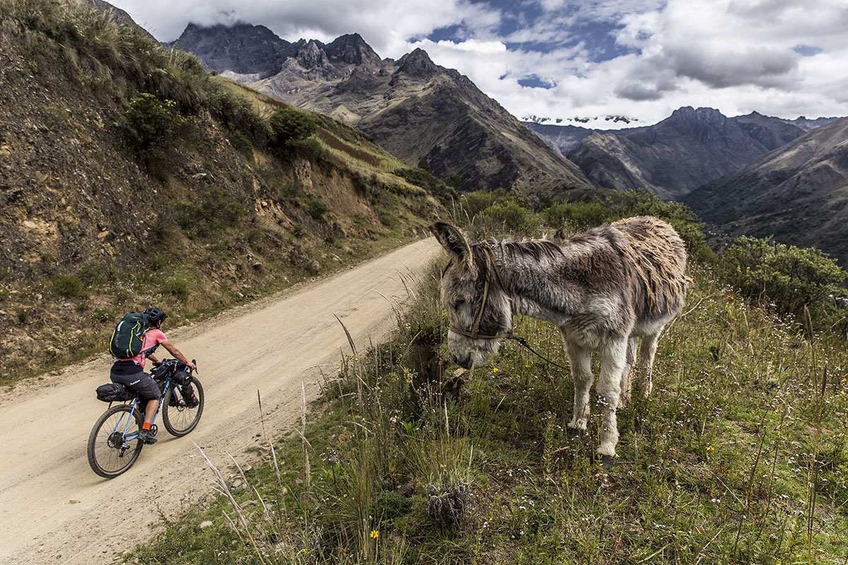 Cordillera Blanca (donkey)