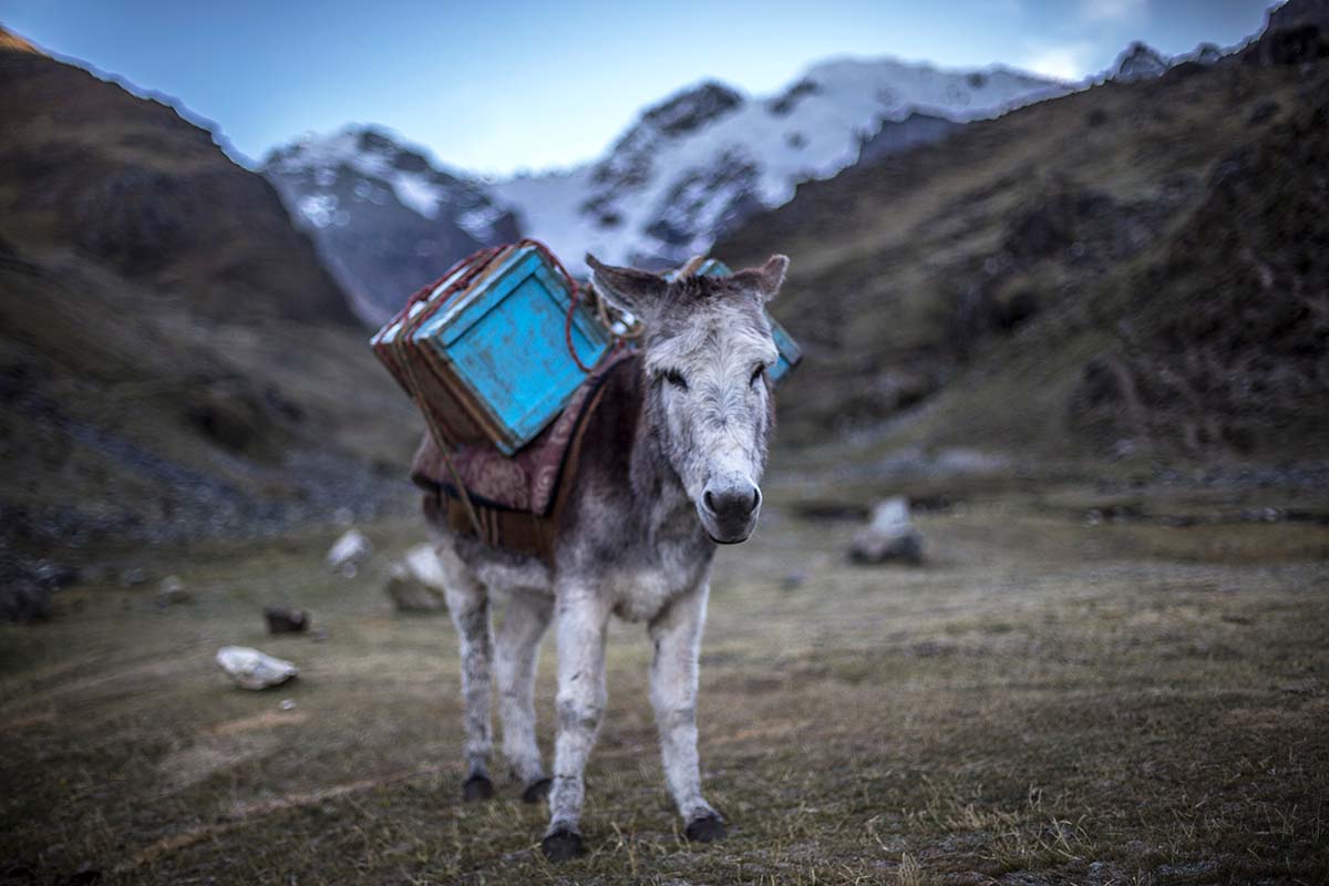 Cordillera Huayhuash (donkey)