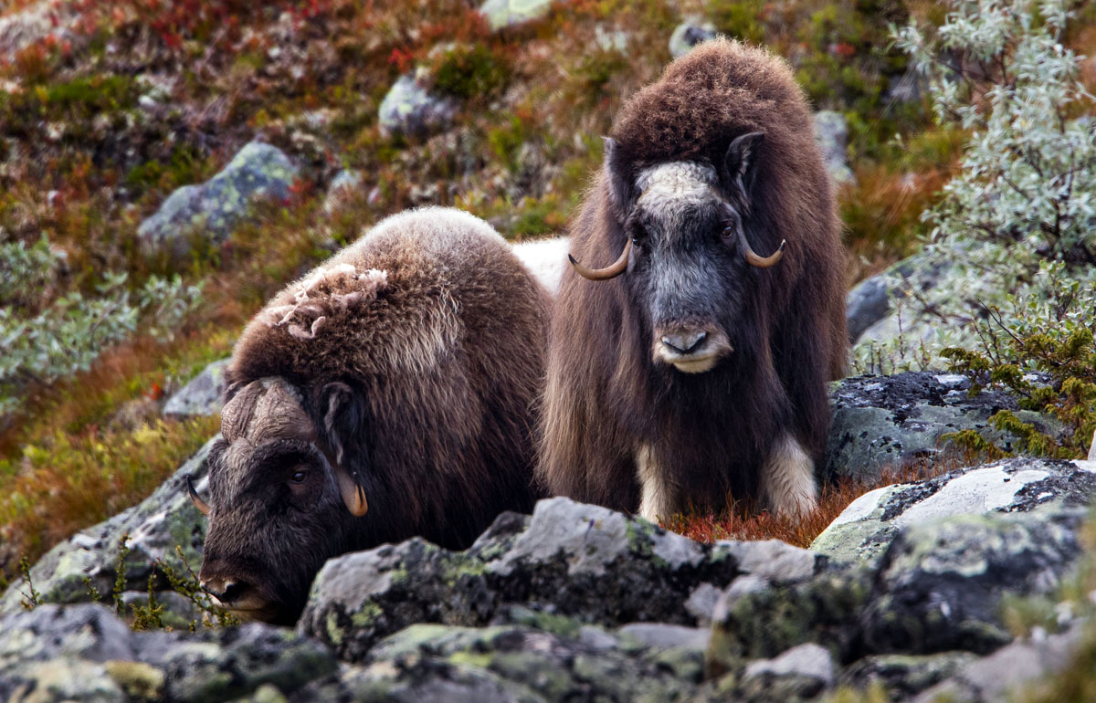 Dovrefjell Musk Oxen