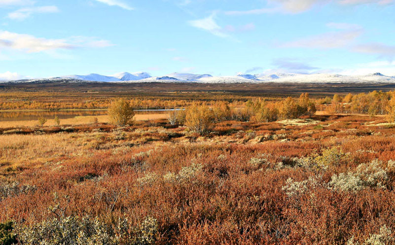 Dovrefjell fall colors