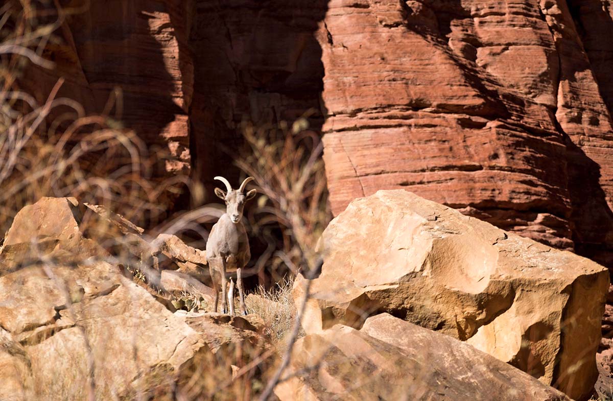 Grand Canyon rafting (wildlife 2)