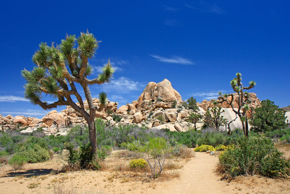 Joshua Tree California