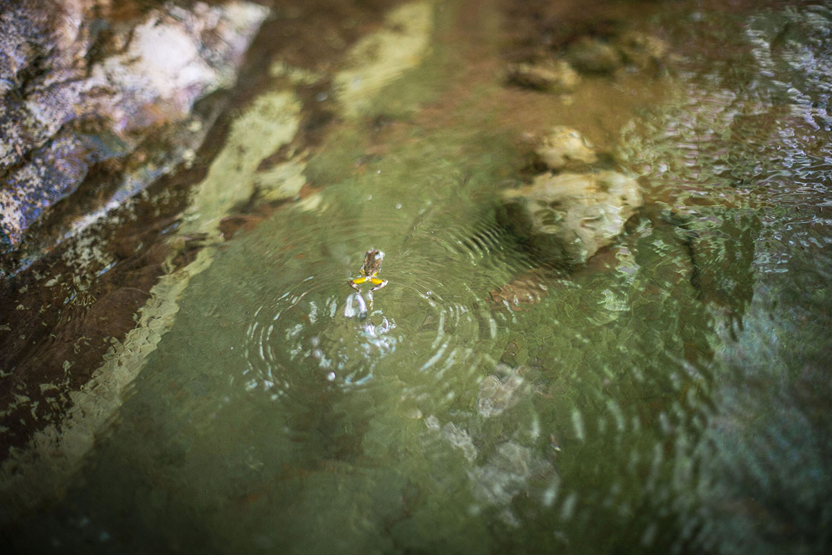 Kanab Creek (frog)