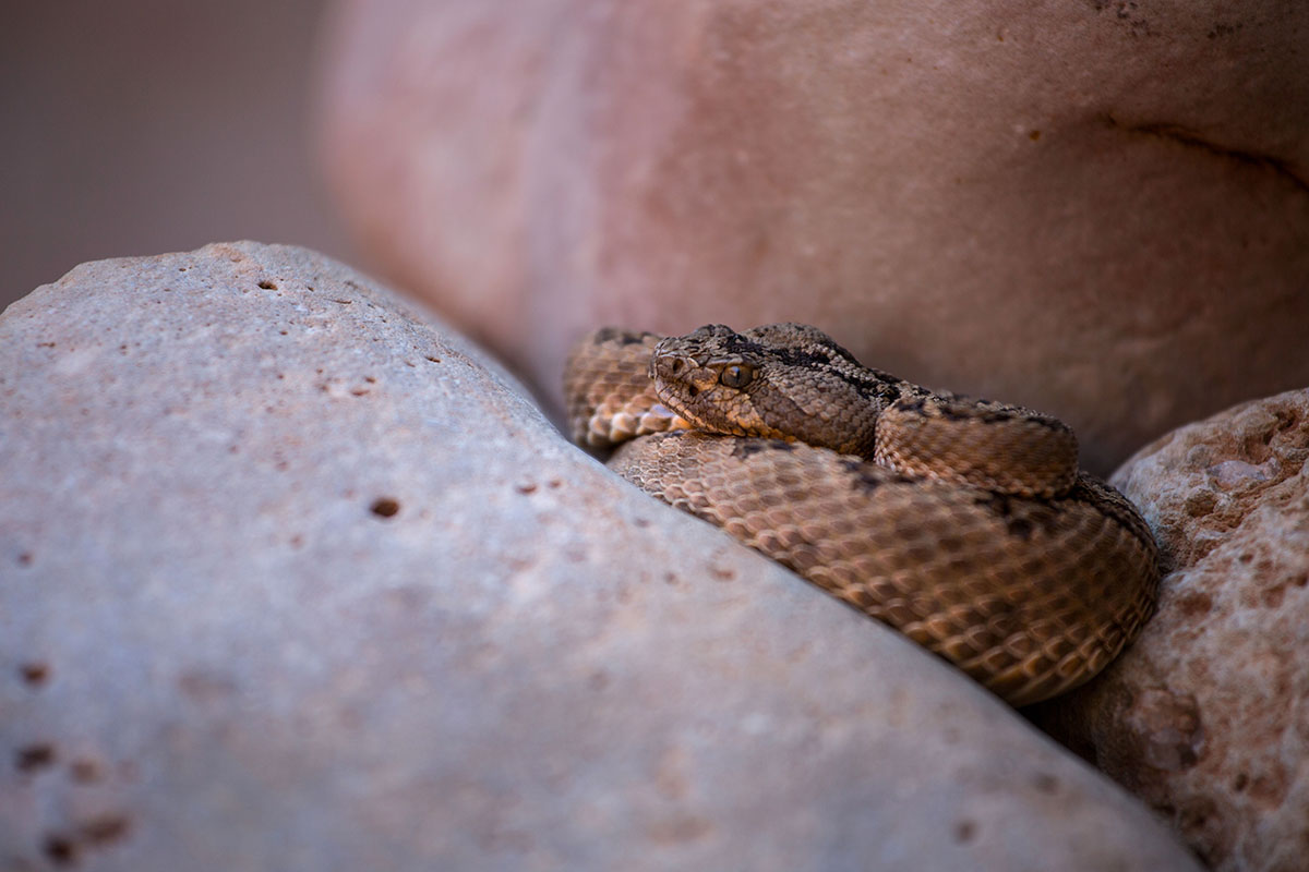 Kanab Creek (rattlesnake)