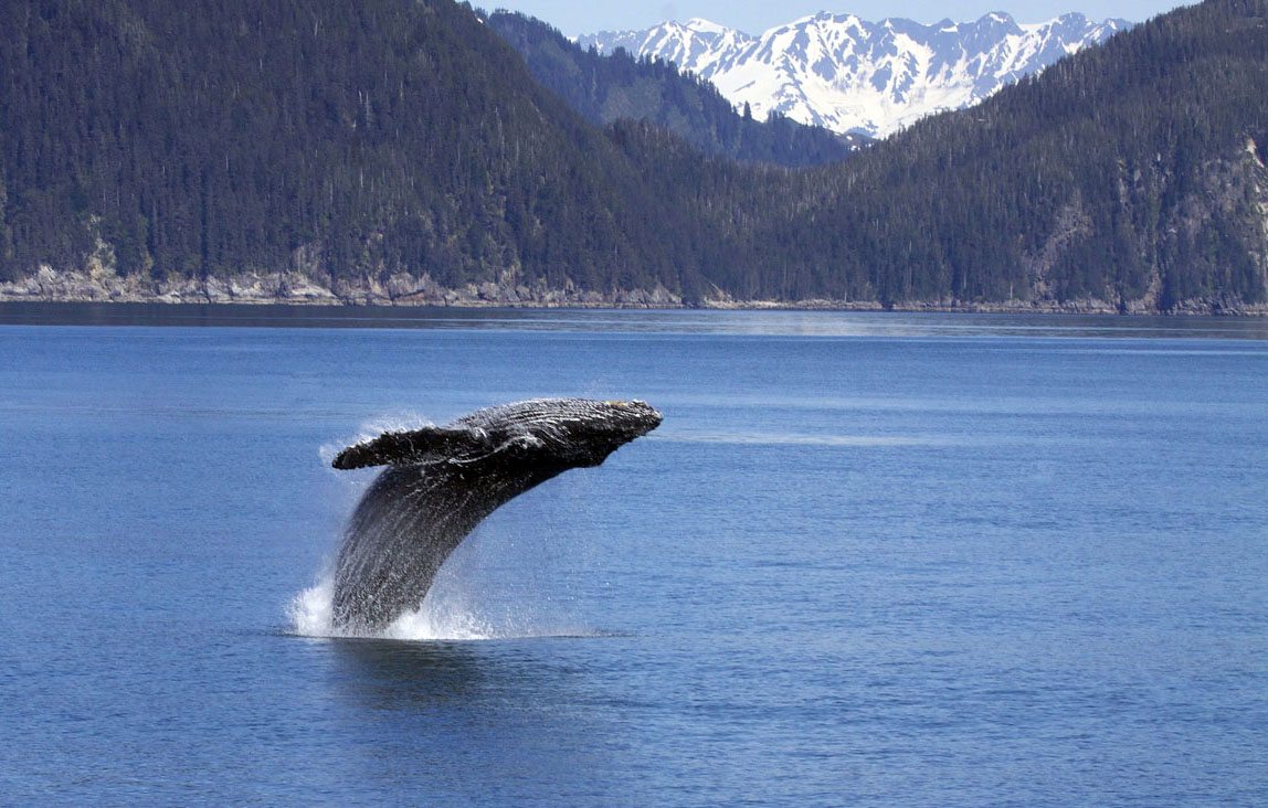 Kenai Fjords Alaska