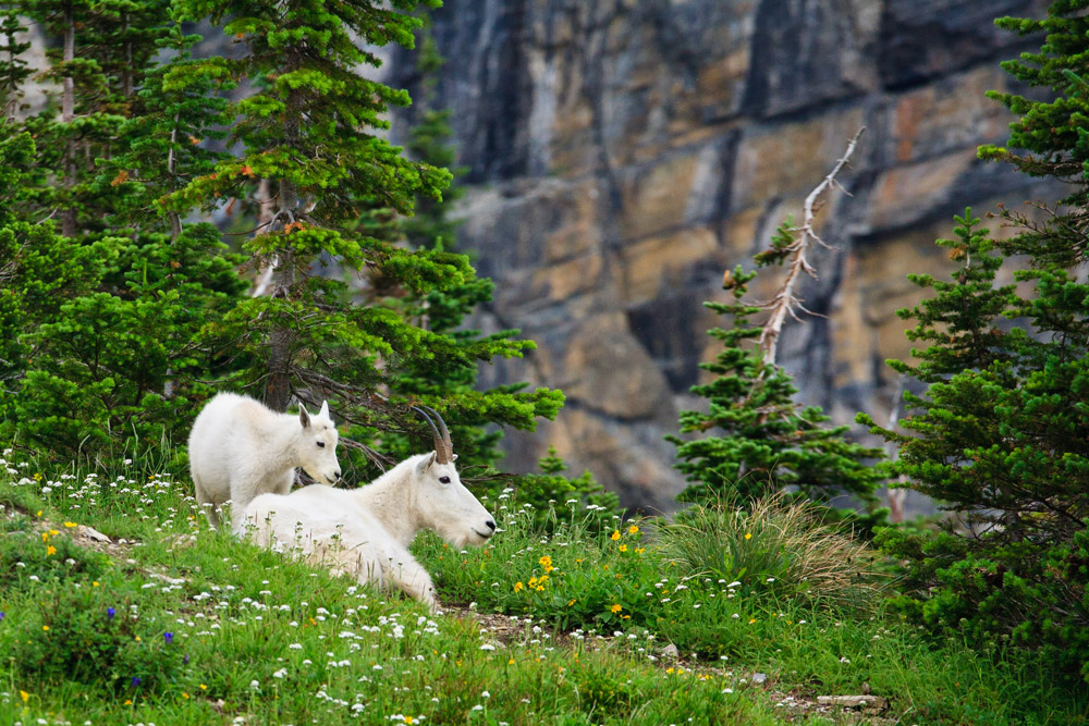 Montana Mountain Goats