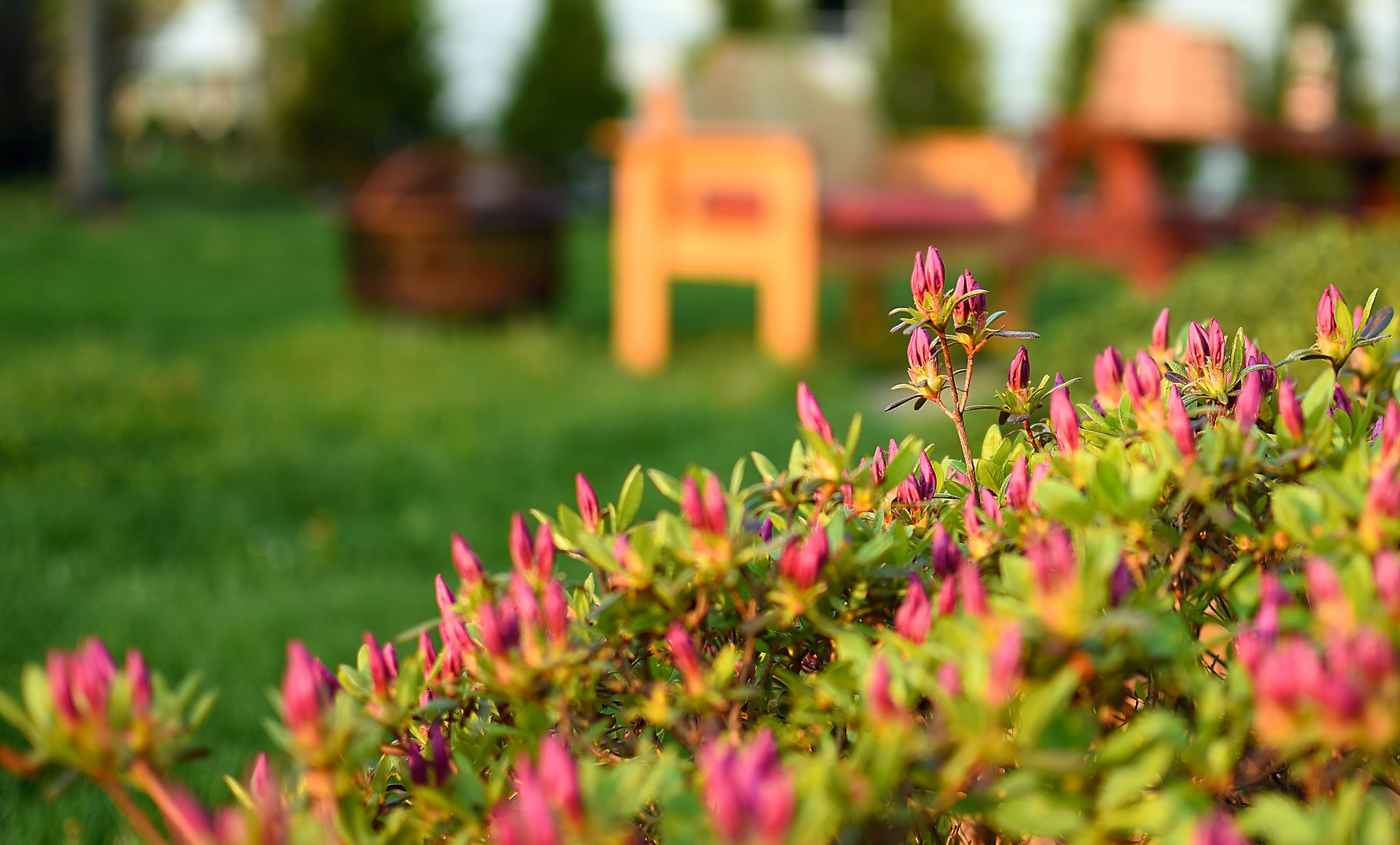 Nikon D7200 and 35mm f/1.8 | <a href=' https://www.flickr.com/photos/68704638@N04/16812203634/' target="_blank"> M Dreibelbis</a> Nikon D7200 flowers